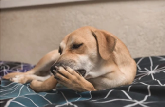 IDB Allergiker Beratung