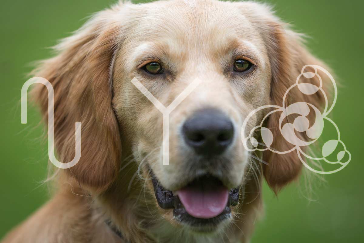 Geolen Köbler Therapie Tiergefluester