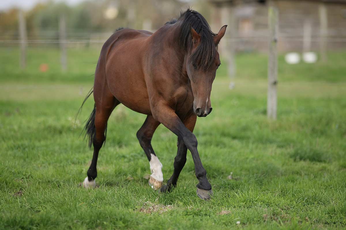 Blutegel-Therapie Saland Tiergeflüster