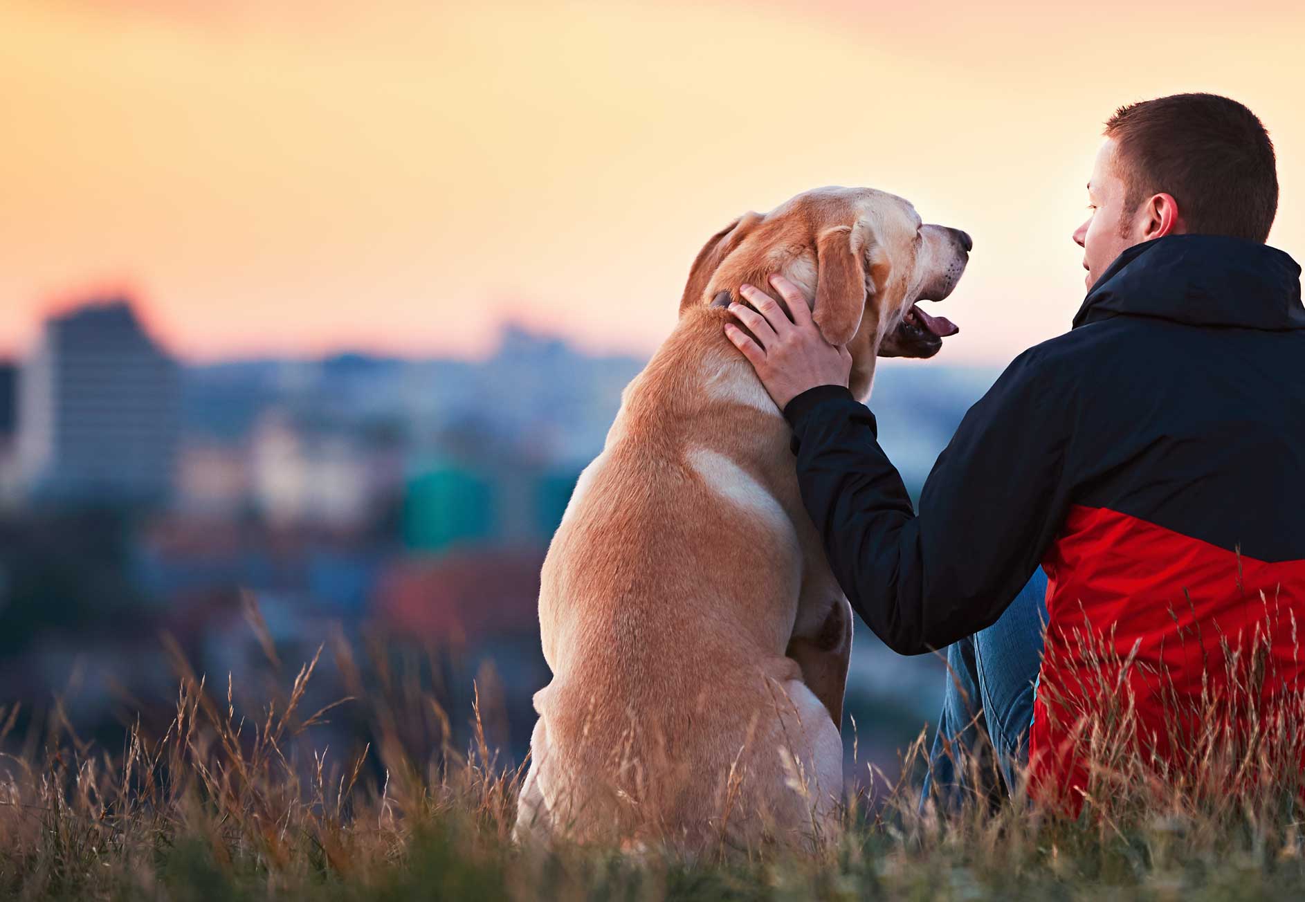 Ausbildung zum Tierenergetiker Tierkommunikation