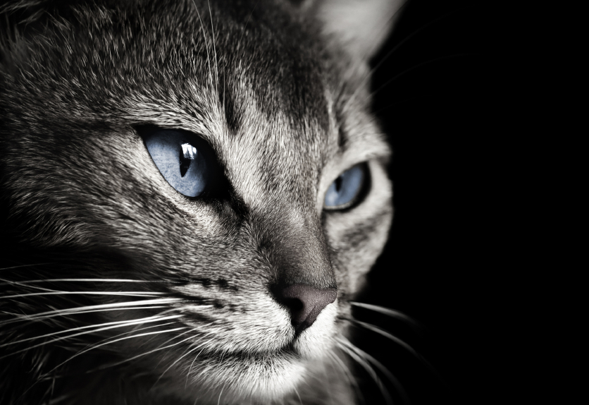 Signal- und Ausdrucksverhalten für Tierhalter