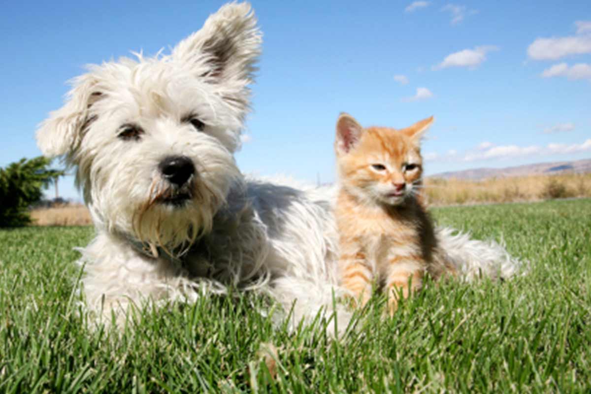 Ein neues Tier zieht ein - Tierhalterkurs