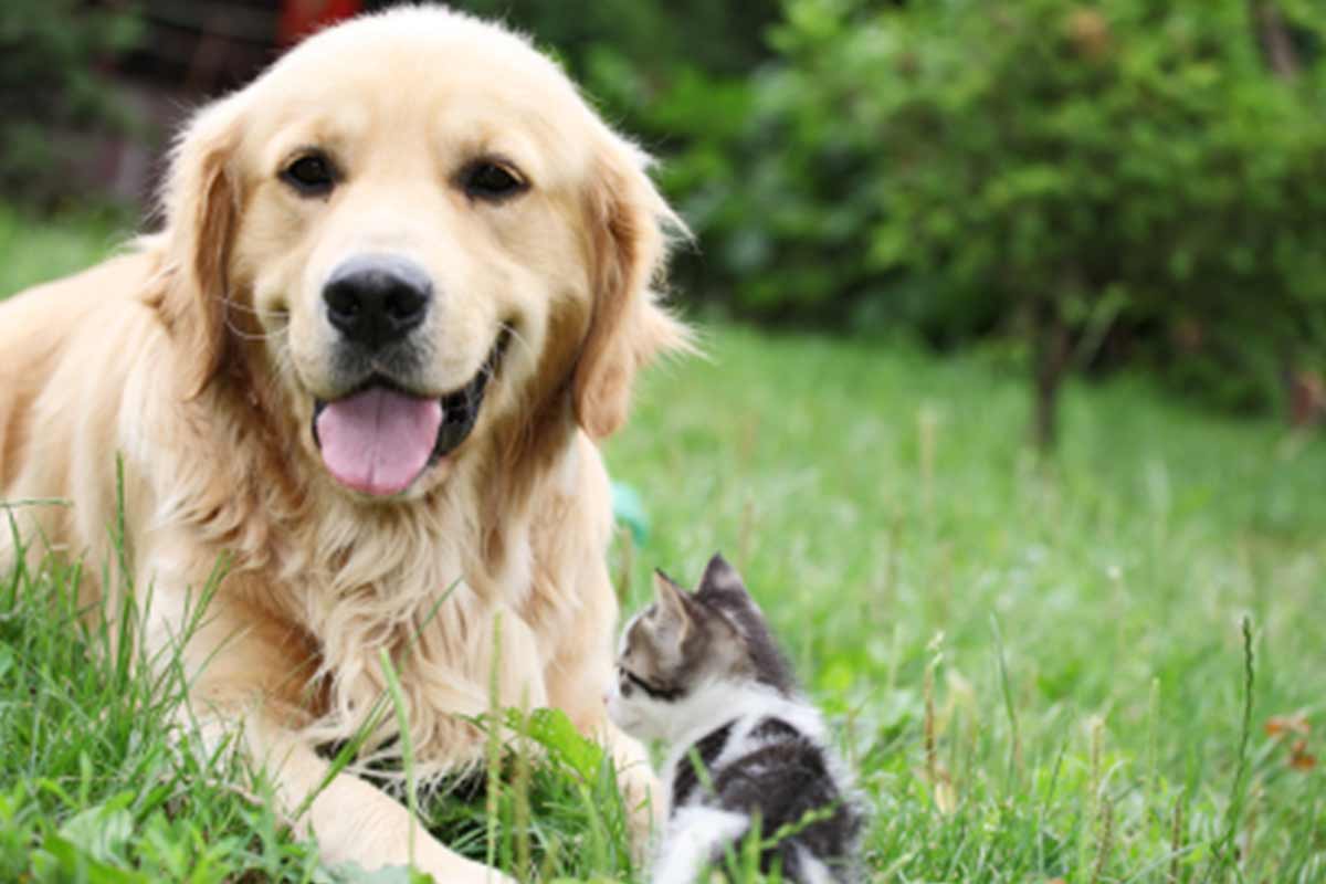 impfen und entwurmen ja oder nein? - Tierhalterkurs