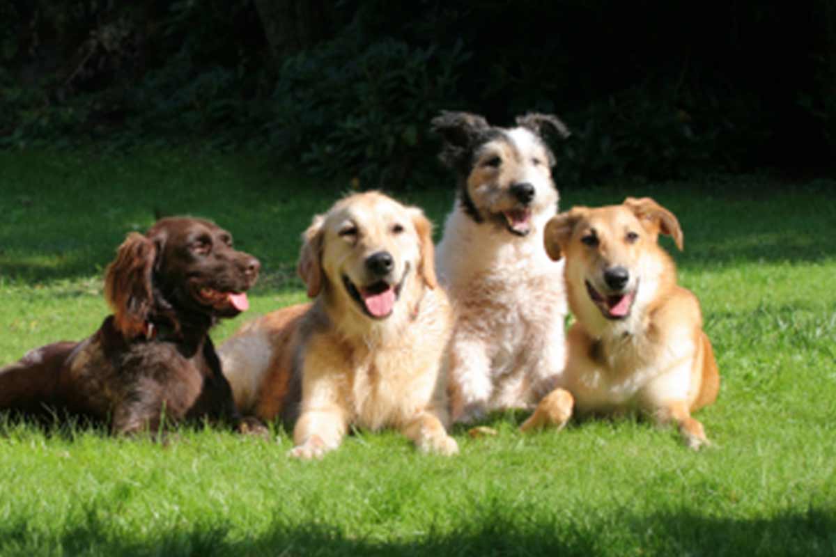 Leitwolf Training für Tierhalter