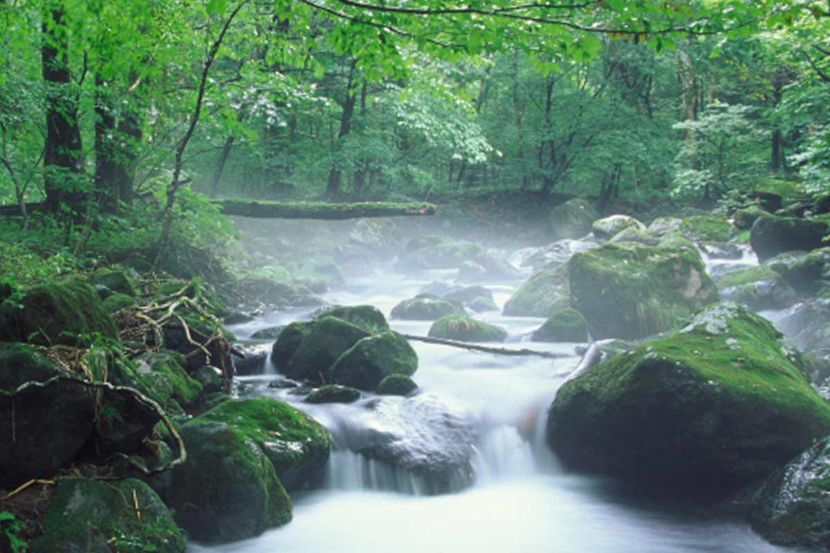 Sterbeprozess Unterstützung beim Tier