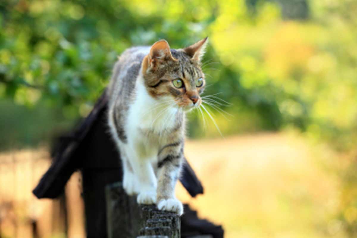 Vermisste Tiere - Hilfe für Tierhalter