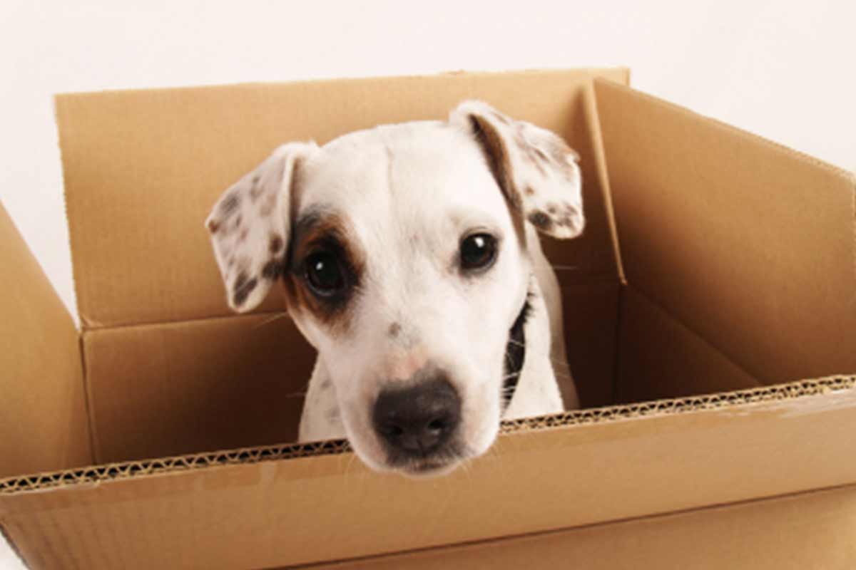 Tier auf einen Umzug vorbereiten - Tierhalterkurs